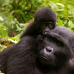 What is the impact of habitat loss on the need for gorilla rescue?