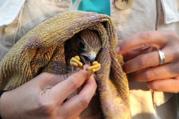 How Do I Safely Transport an Injured Bird to a Rescue Center?