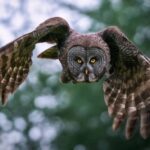 Which organizations specialize in owl rescue and rehabilitation efforts?