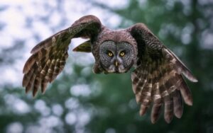 Which organizations specialize in owl rescue and rehabilitation efforts?