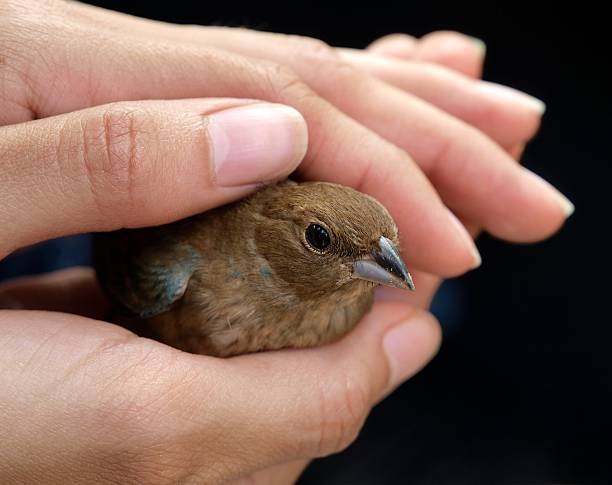 Can You Explain the Importance of Bird Rescue Organizations?